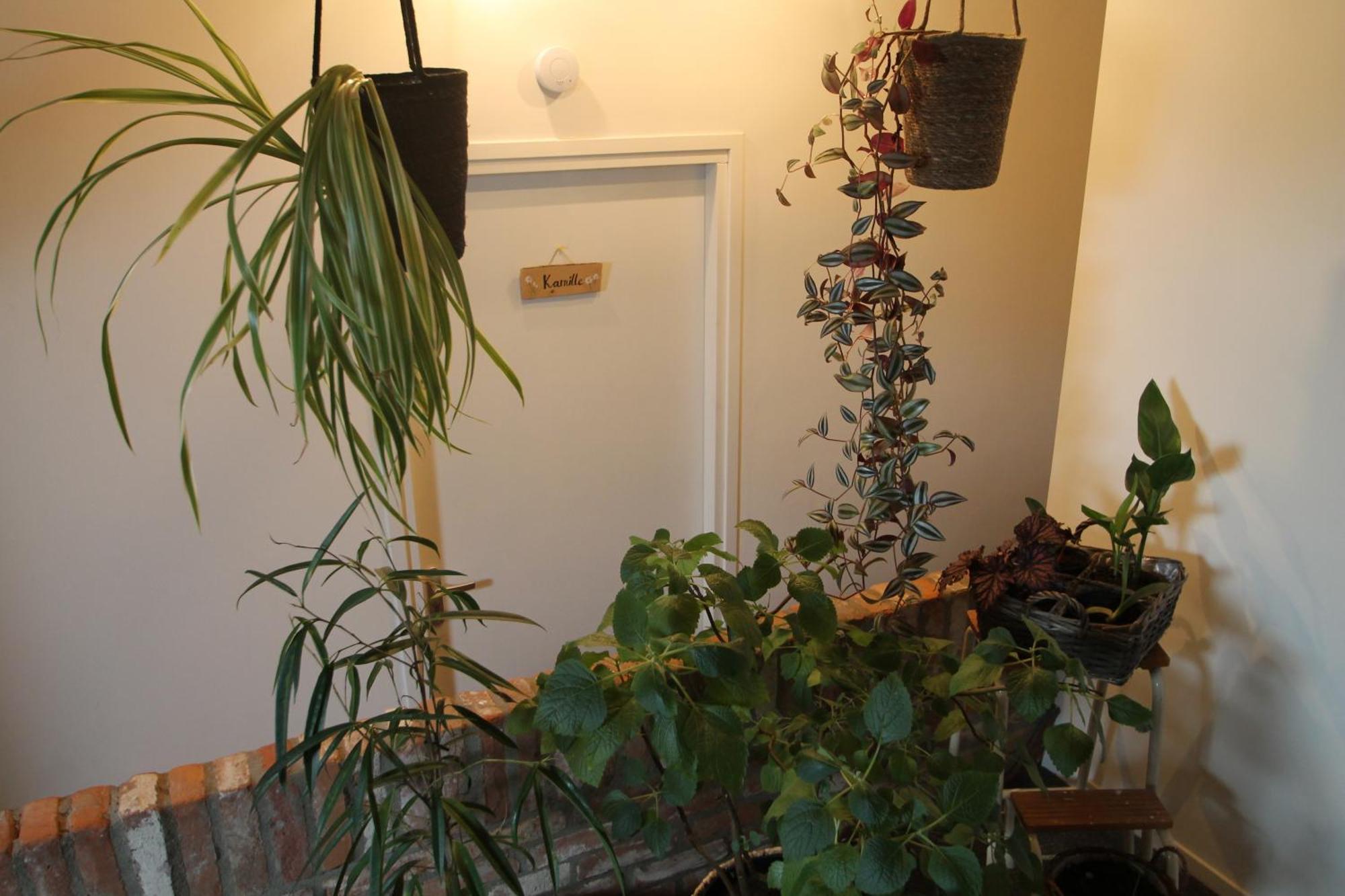 Karin's Kruidenhoeve Kamille Met Finse Sauna Lutten